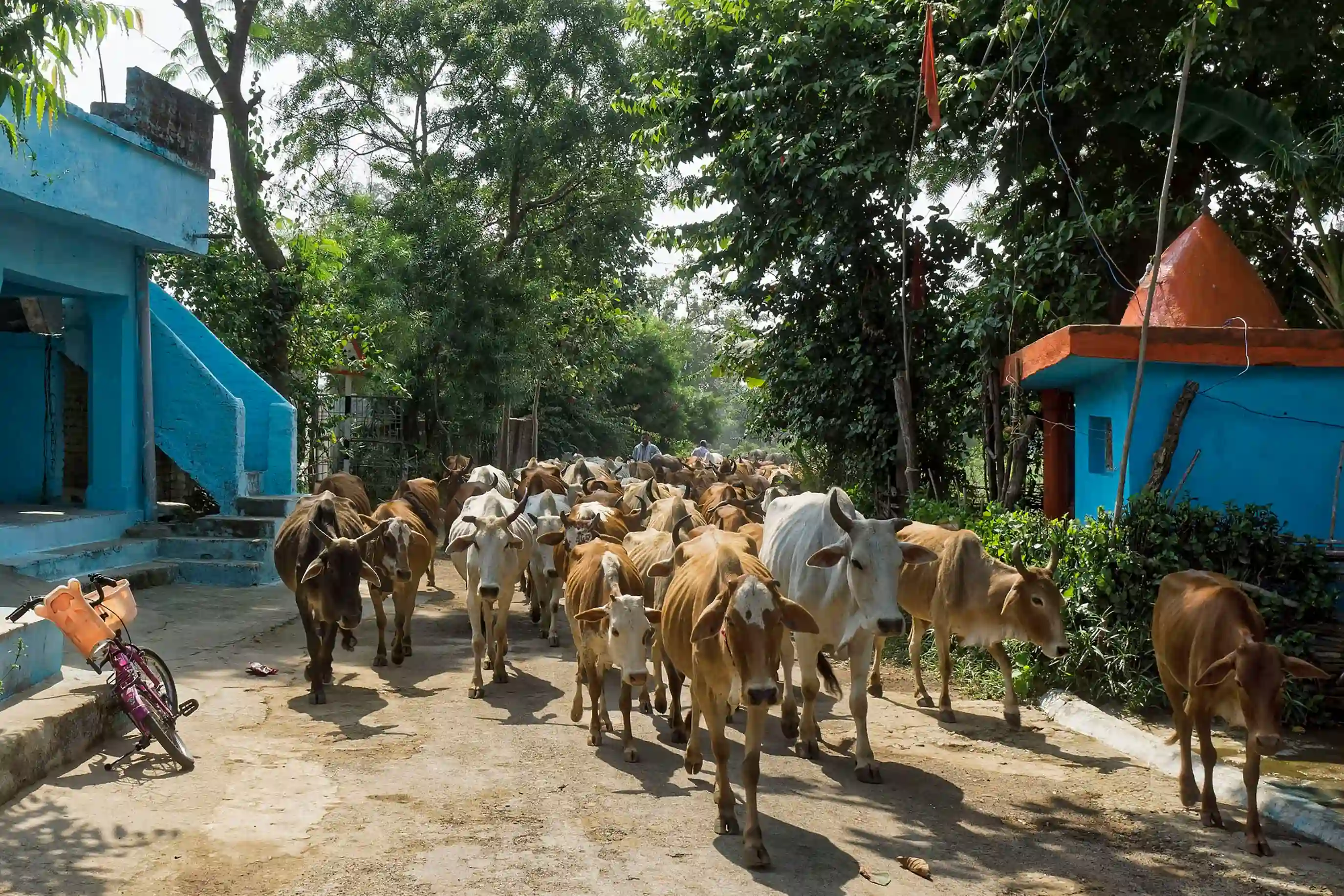 Rescued Cows
